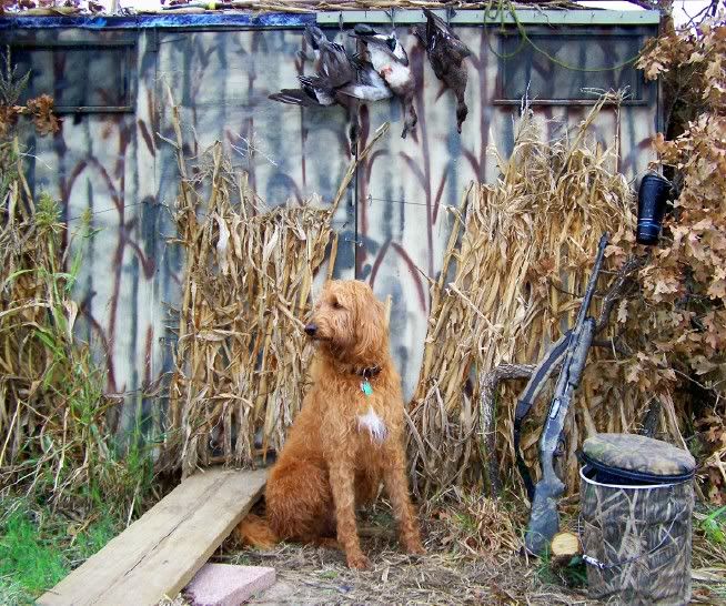 hunting labradoodles Page 2 Labradoodle Forums